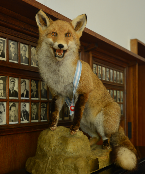 Präparierter Fuchs mit hellblauem Band vor einer Wand mit historischen Porträtfotos im Friesenhaus